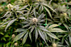 Eine Cannabis-Pflanze.