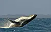 Ein Buckelwal springt aus dem Wasser. Ein Artgenosse ringt in der Ostsee mit dem Tod.